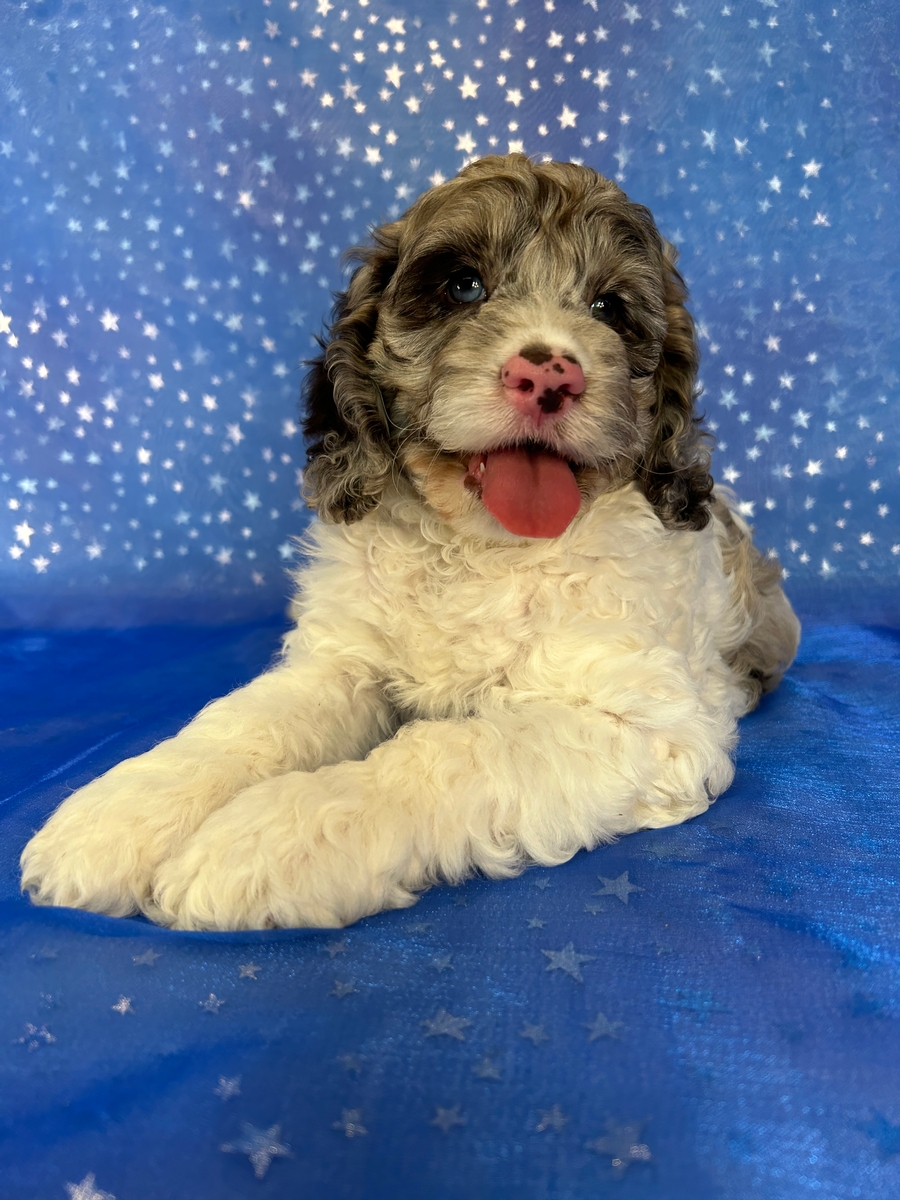 Female Cockapoo Puppy for Sale DOB 4-17-2026 $950